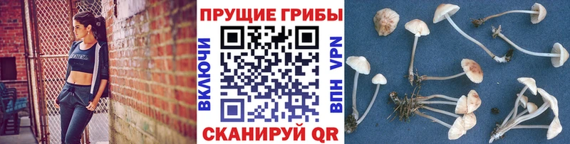 даркнет сайт  Тольятти  Галлюциногенные грибы Psilocybine cubensis 